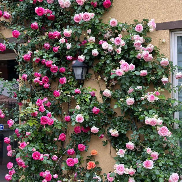 Premium Elegant Climbing🌹 Rose Seeds🌱😍