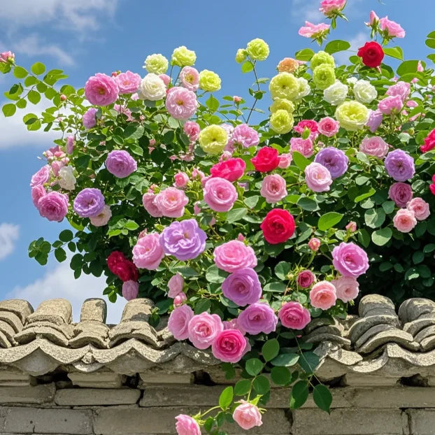 Premium Elegant Climbing🌹 Rose Seeds🌱😍