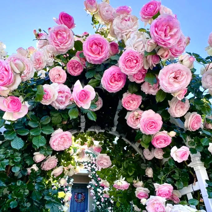 Premium Elegant Climbing🌹 Rose Seeds🌱😍