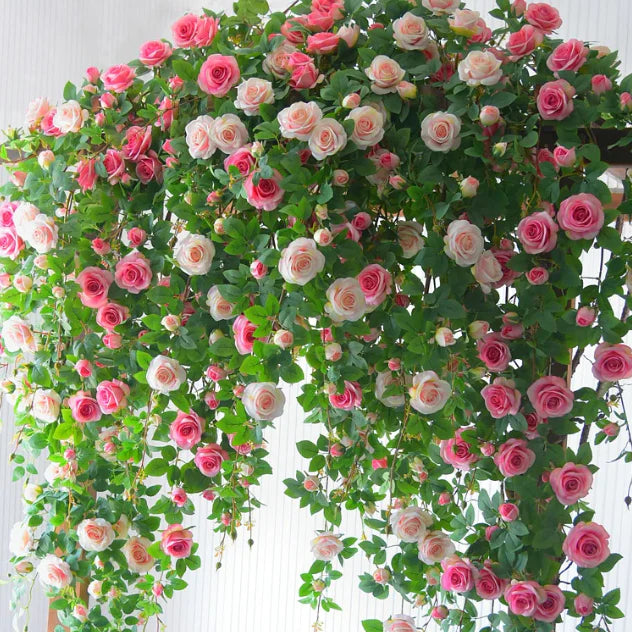 Premium Elegant Climbing🌹 Rose Seeds🌱😍