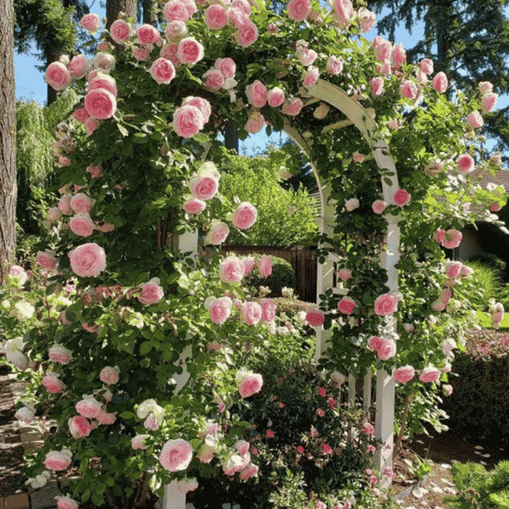 Premium Elegant Climbing🌹 Rose Seeds🌱😍