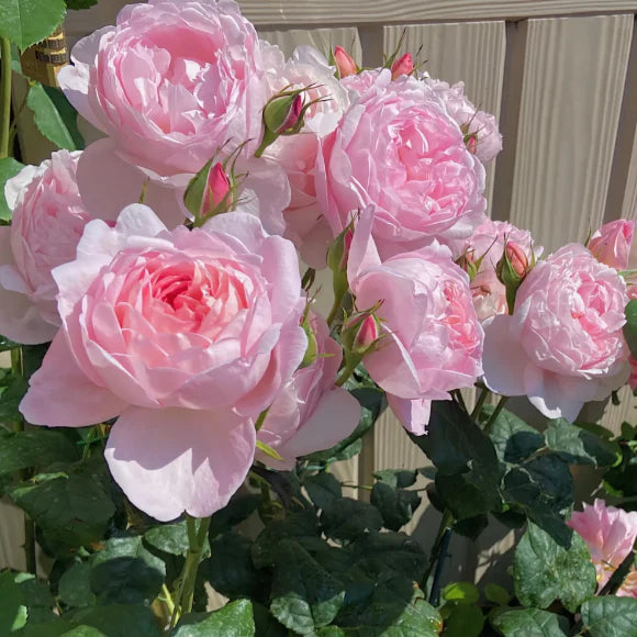 Premium Elegant Climbing🌹 Rose Seeds🌱😍
