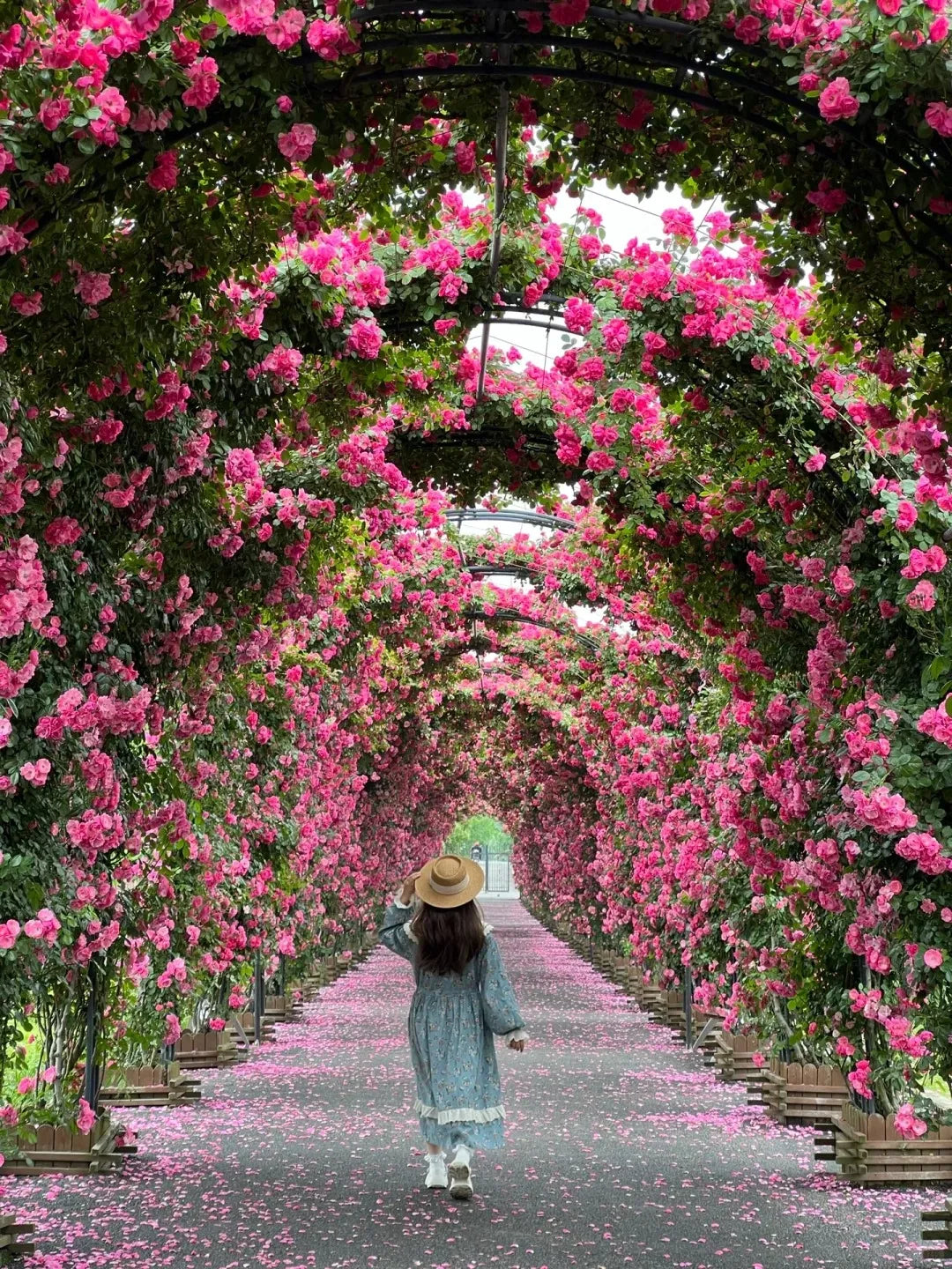 Premium Elegant Climbing🌹 Rose Seeds🌱😍