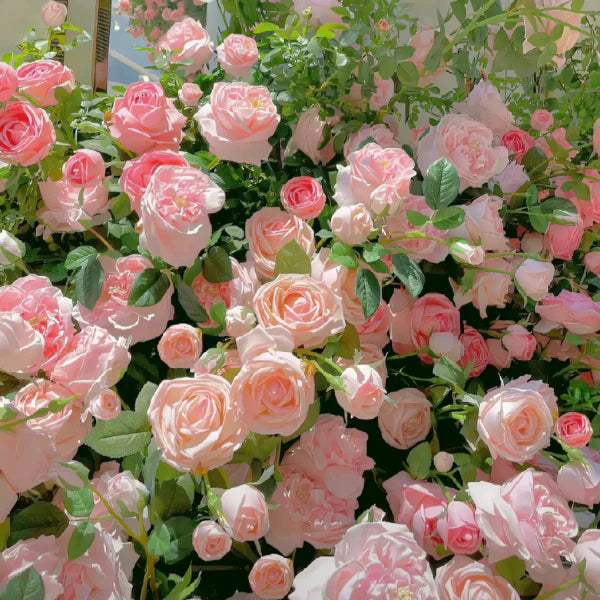 Premium Elegant Climbing🌹 Rose Seeds🌱😍